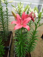 [4081 Yeraeke VH No01.JPG]